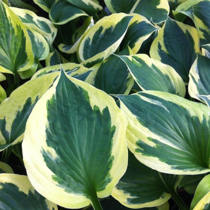 Hosta 'Anne' plant