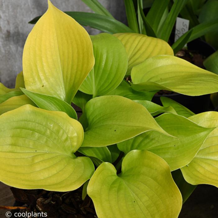 Hosta 'Appletini' plant