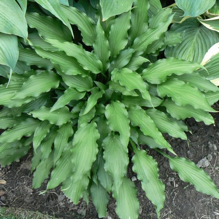 Hosta 'Atomic Elvis' plant