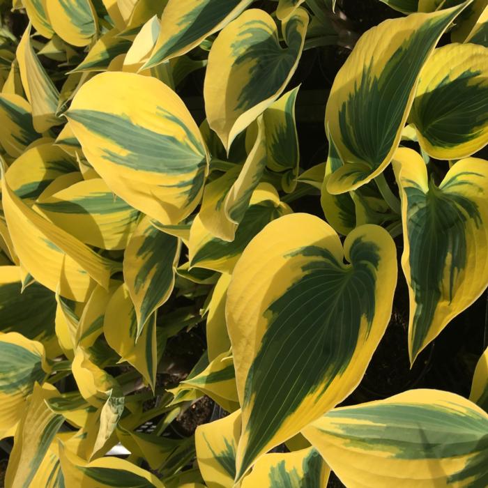 Hosta 'Autumn Frost' plant