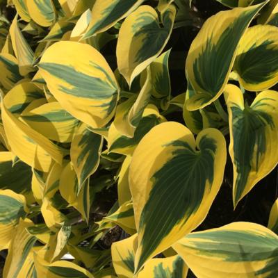 hosta-autumn-frost