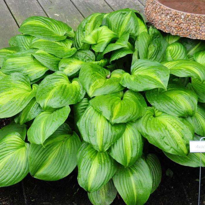 Hosta 'Avocado' plant