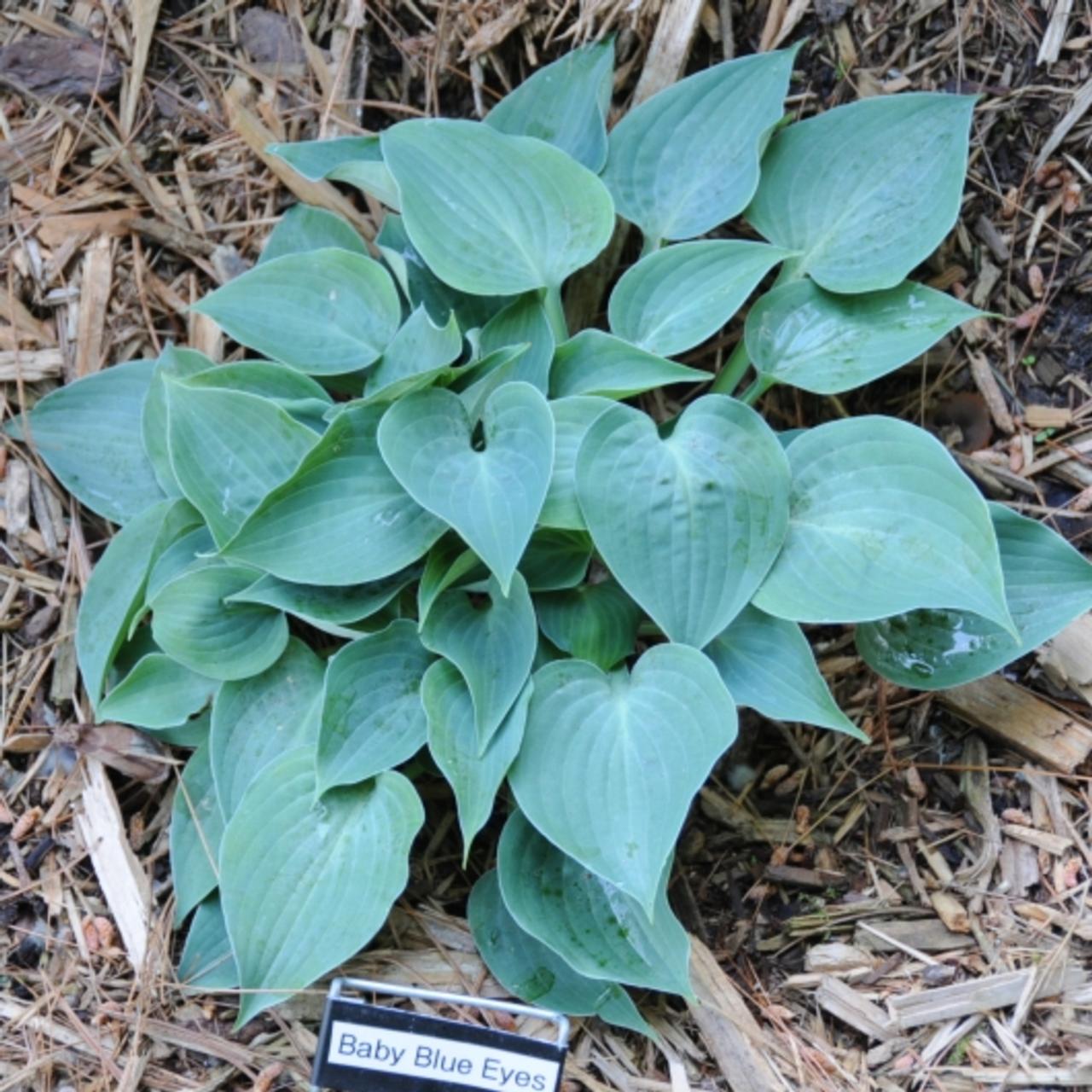 Hosta 'Baby Blue Eyes' plant