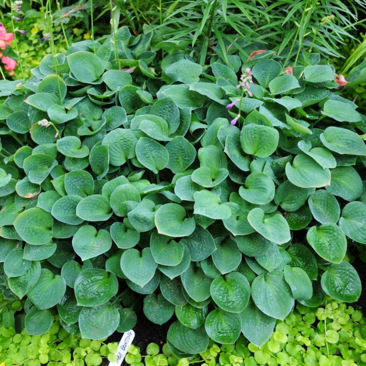 Hosta 'Baby Bunting' plant