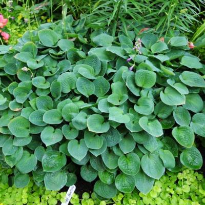 hosta-baby-bunting