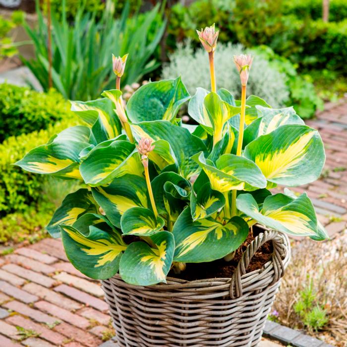 Hosta 'Beach Boy' plant