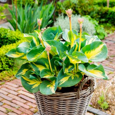 hosta-beach-boy