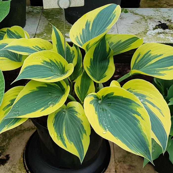 Hosta 'Ben Vernooij' plant