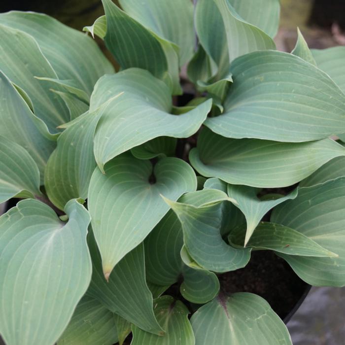 Hosta 'Best of Twenty' plant