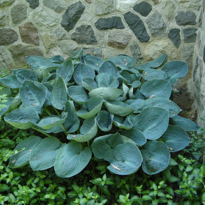 Hosta 'Big Daddy' plant