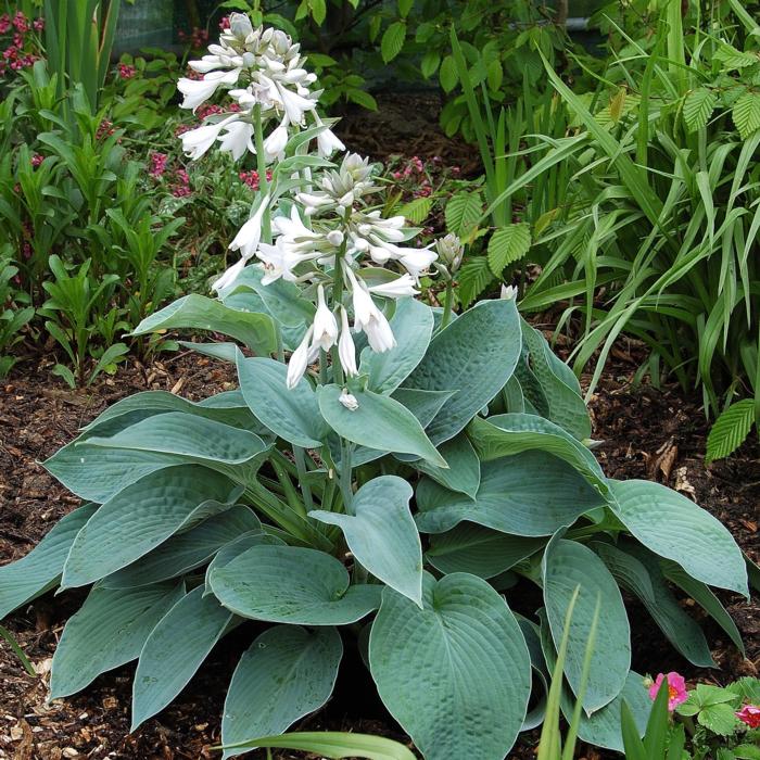 Hosta 'Big Mama' plant