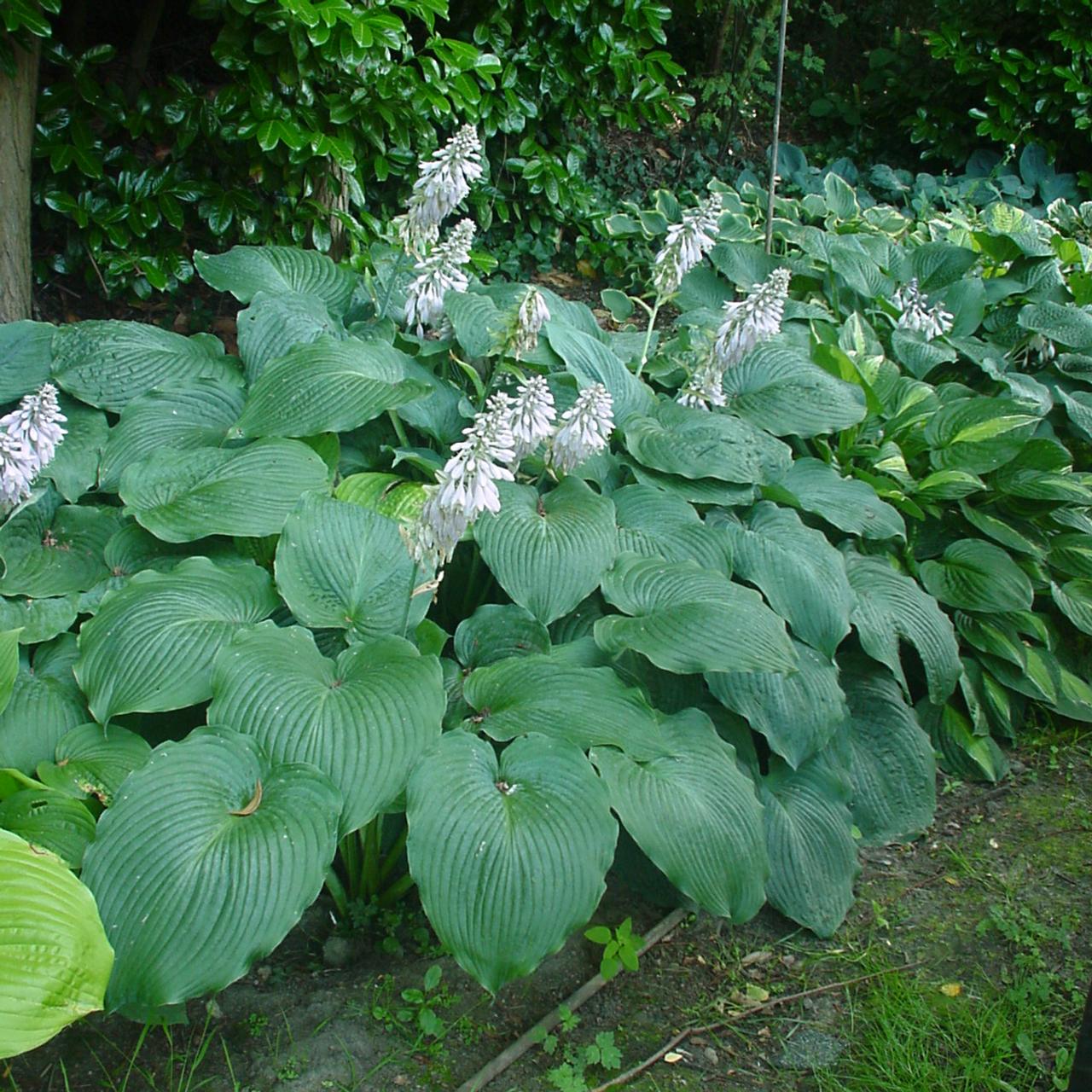Hosta 'Blue Angel' plant