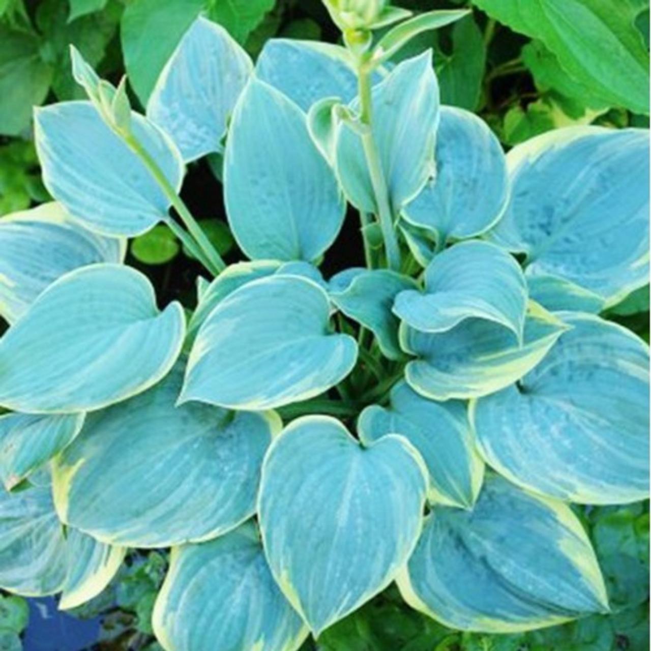 Hosta 'Blue Flame' plant