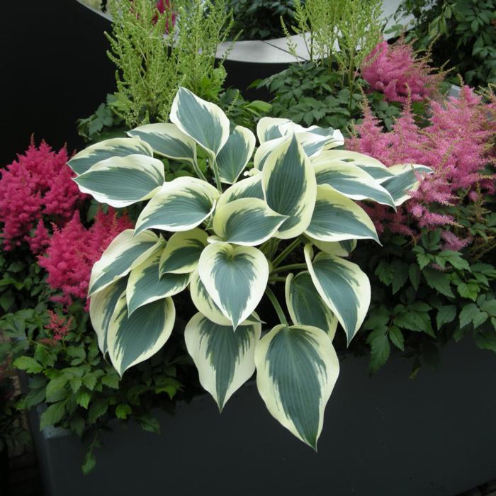 Hosta 'Blue Ivory' plant