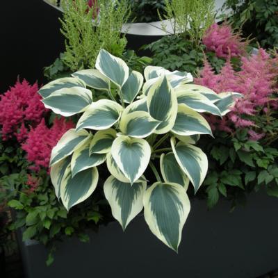 hosta-blue-ivory