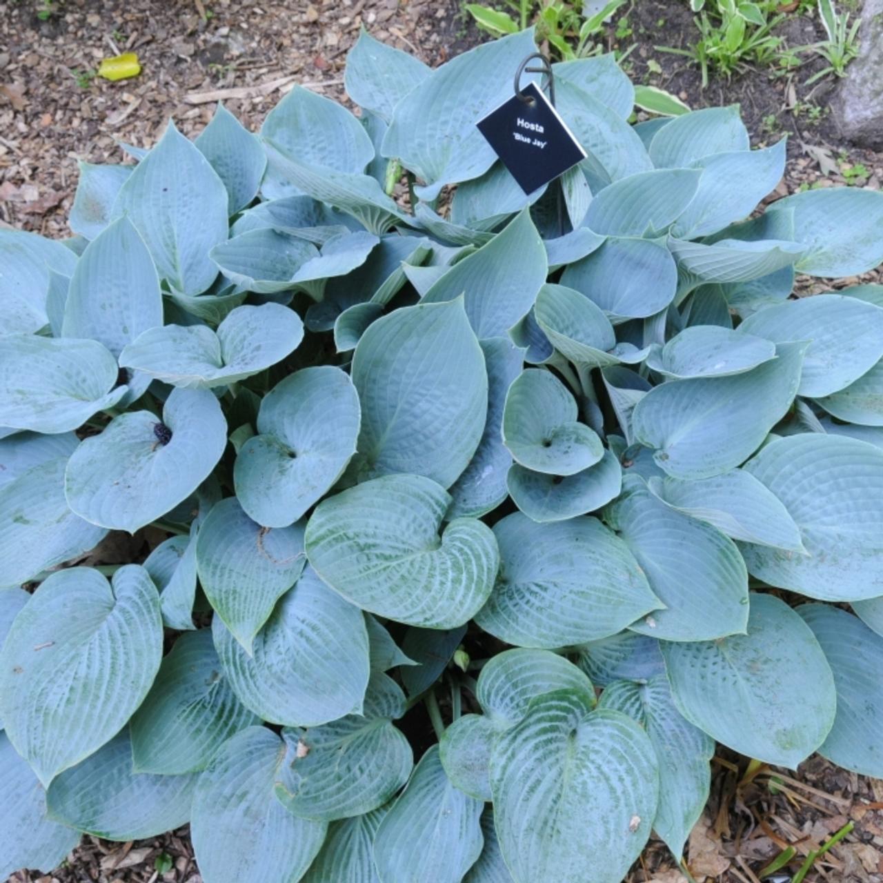 Hosta 'Blue Jay' plant