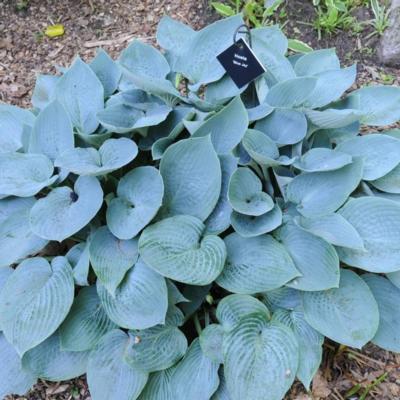 hosta-blue-jay