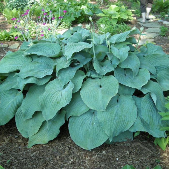 Hosta 'Blue Mammoth' plant