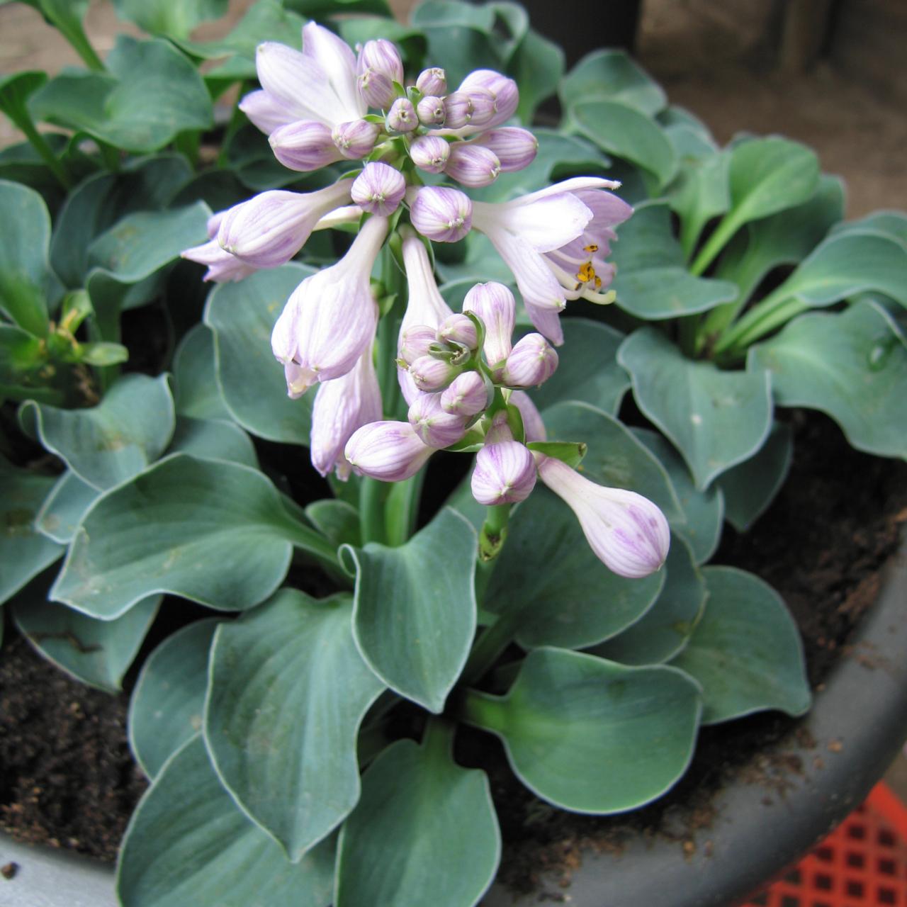 Hosta 'Blue Mouse Ears' plant