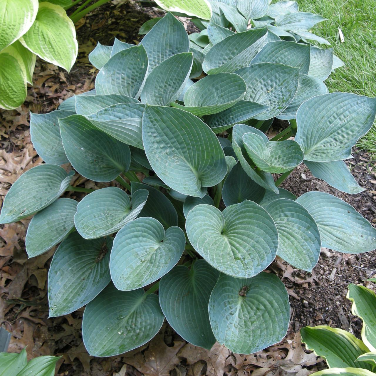 Hosta 'Blue Vision' plant