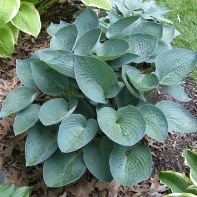 hosta-blue-vision