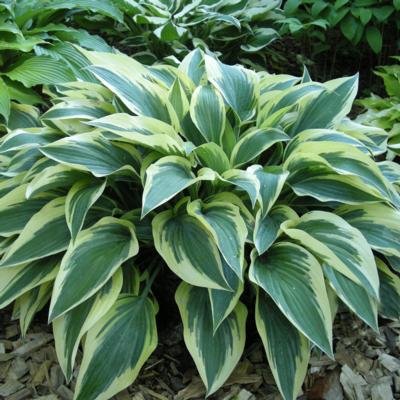 hosta-bobcat