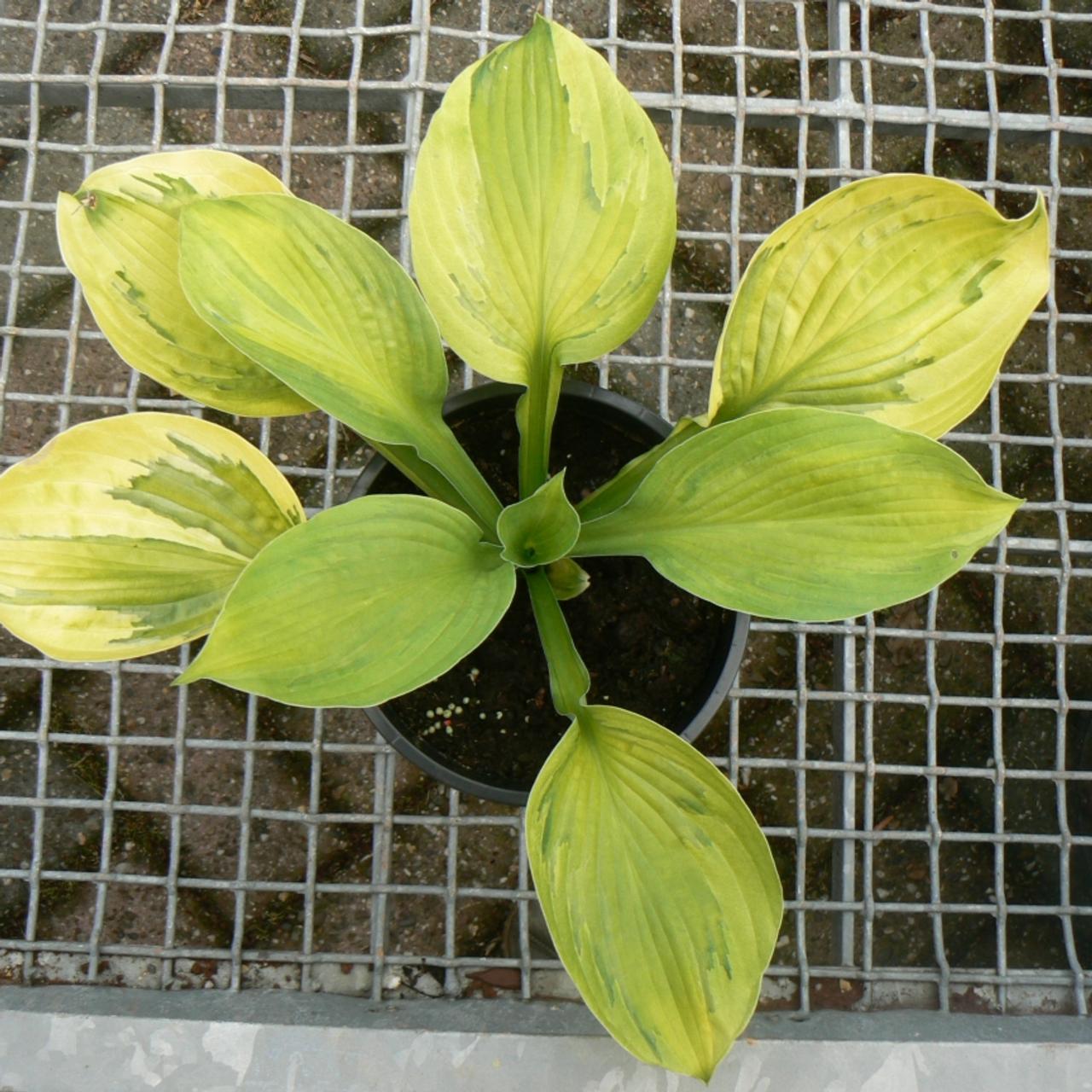 Hosta 'Boracay' plant