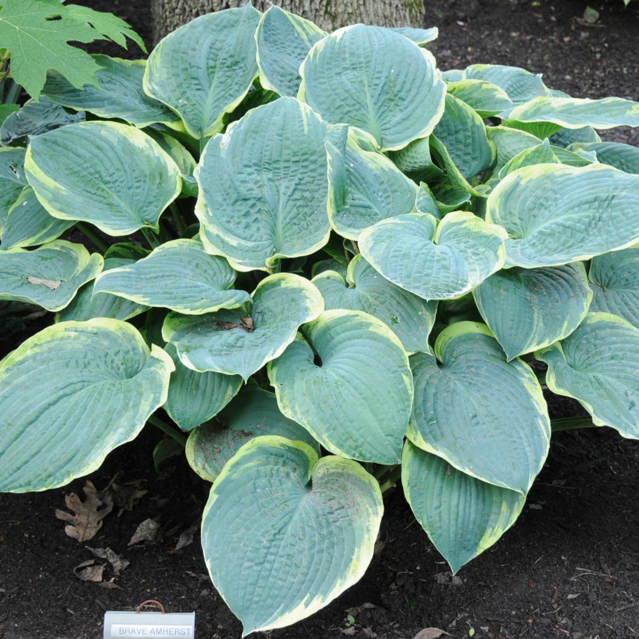 Hosta 'Brave Amherst' plant