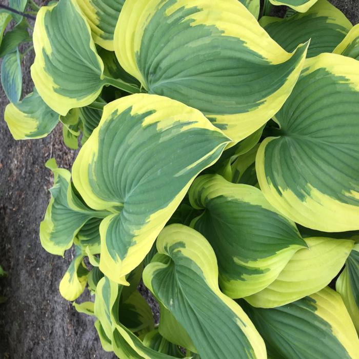 Hosta 'Broad Band' plant