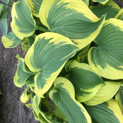 hosta-broad-band