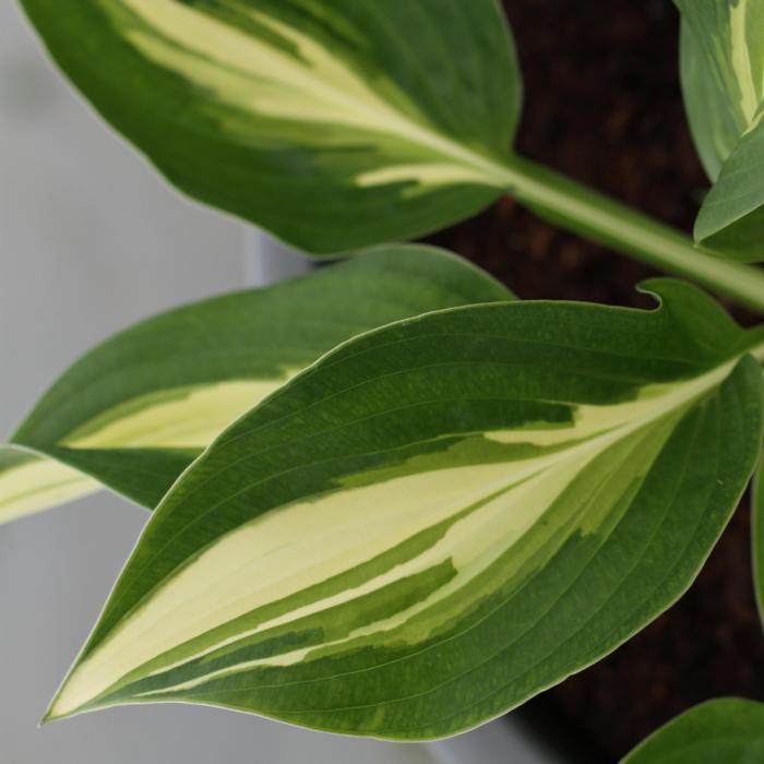 Hosta 'Broad Street' plant