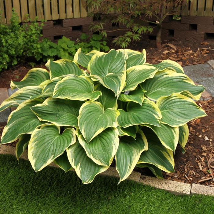 Hosta 'Broadway' plant