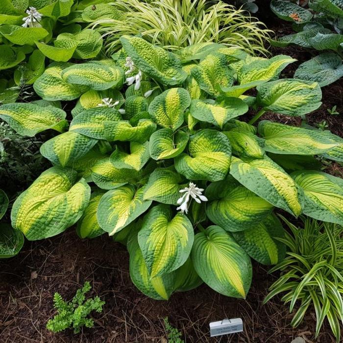 Hosta 'Brother Stefan' plant