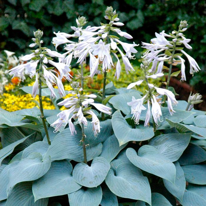 Hosta 'Bullit Proof' plant