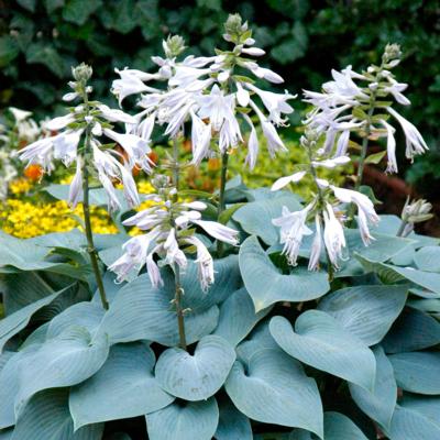 hosta-bullit-proof