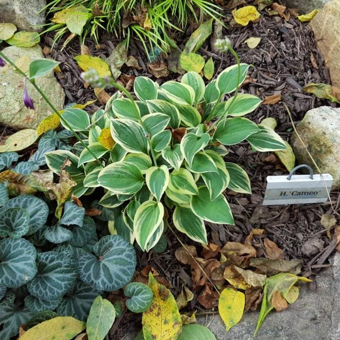 Hosta 'Cameo' plant