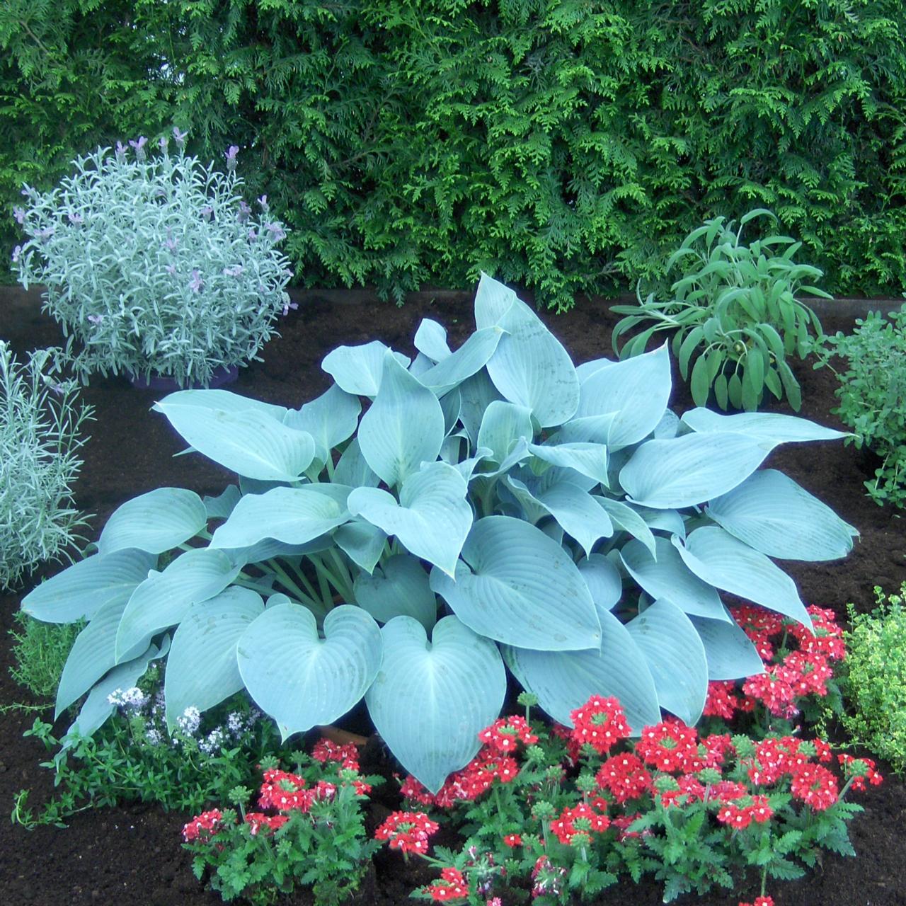 Hosta 'Canadian Blue' plant