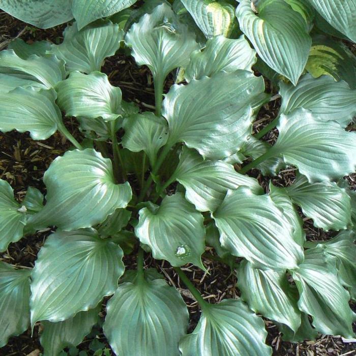 Hosta 'Candy Dish' plant