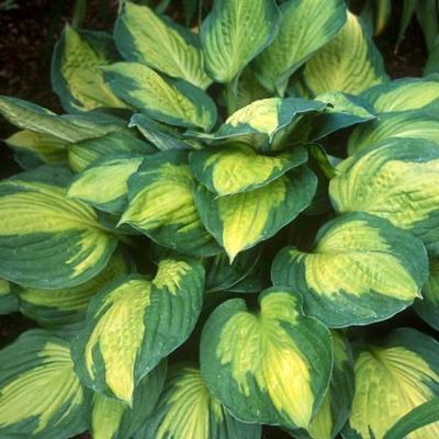 hosta-captain-kirk