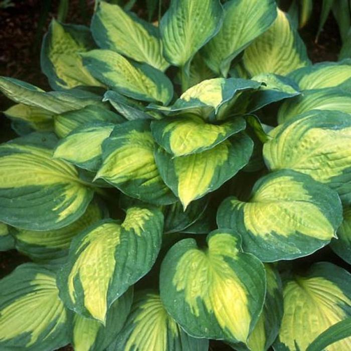 Hosta 'Captain Kirk' plant