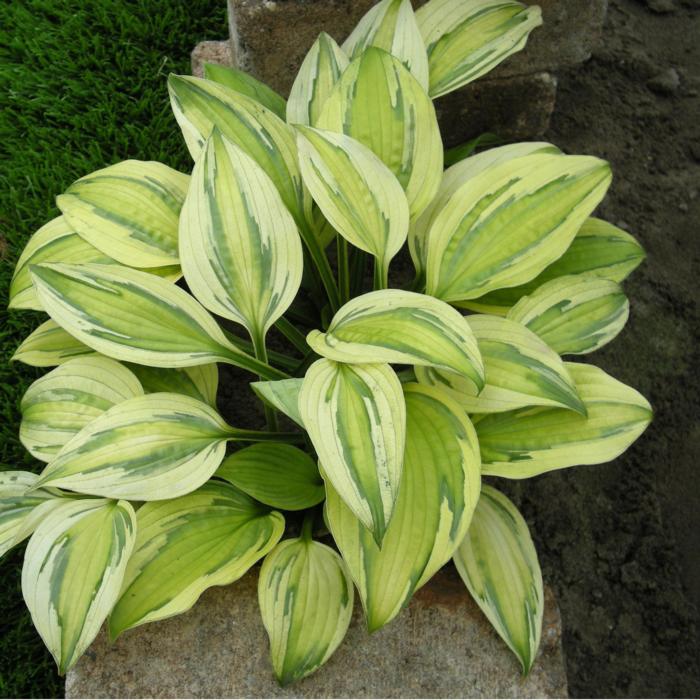 Hosta 'Captain's Adventure' plant