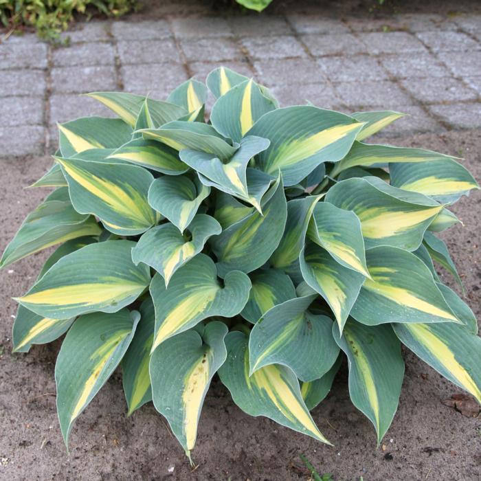 Hosta 'Catherine' plant