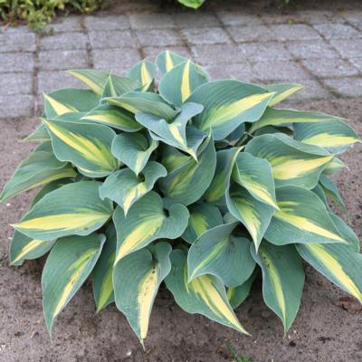 hosta-catherine