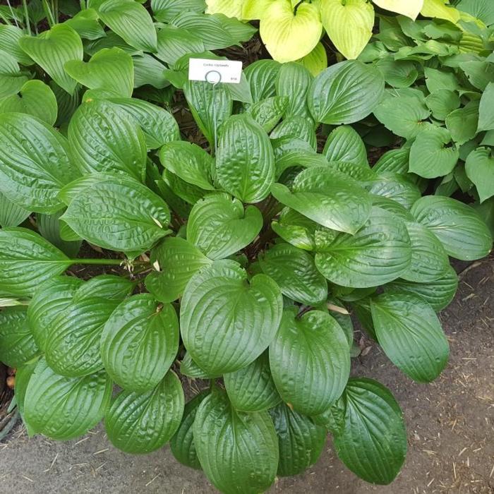 Hosta 'Celtic Uplands' plant