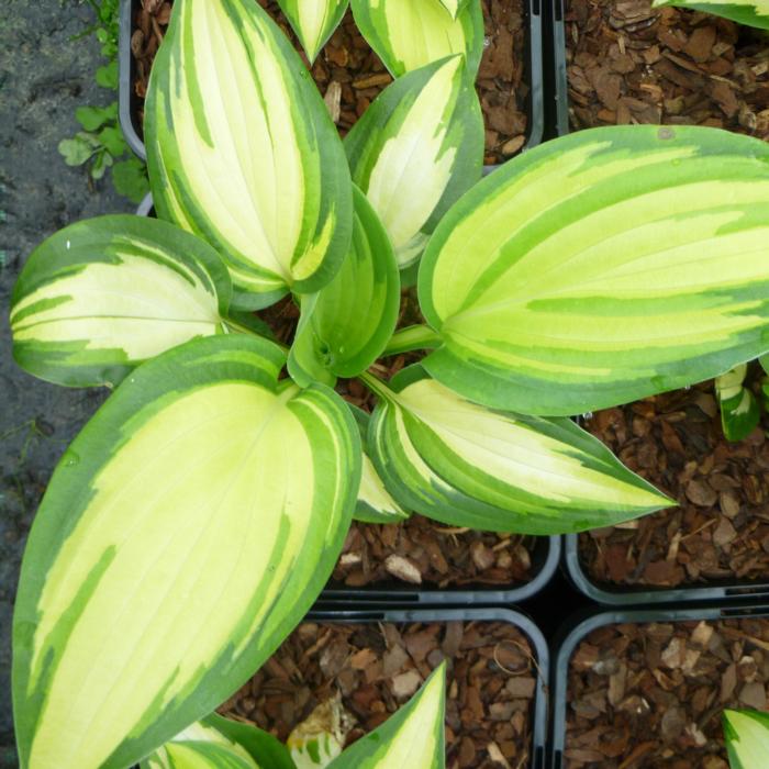 Hosta 'Champagne Toast' plant