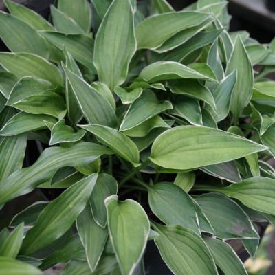 hosta-cheesecake
