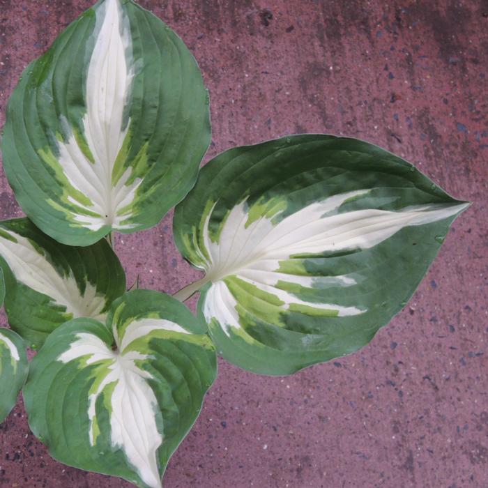 Hosta 'Christmas Island' plant