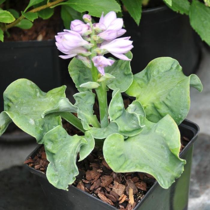 Hosta 'Church Mouse' plant