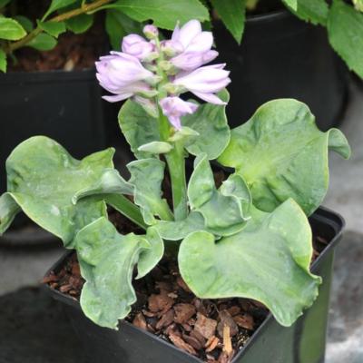 hosta-church-mouse