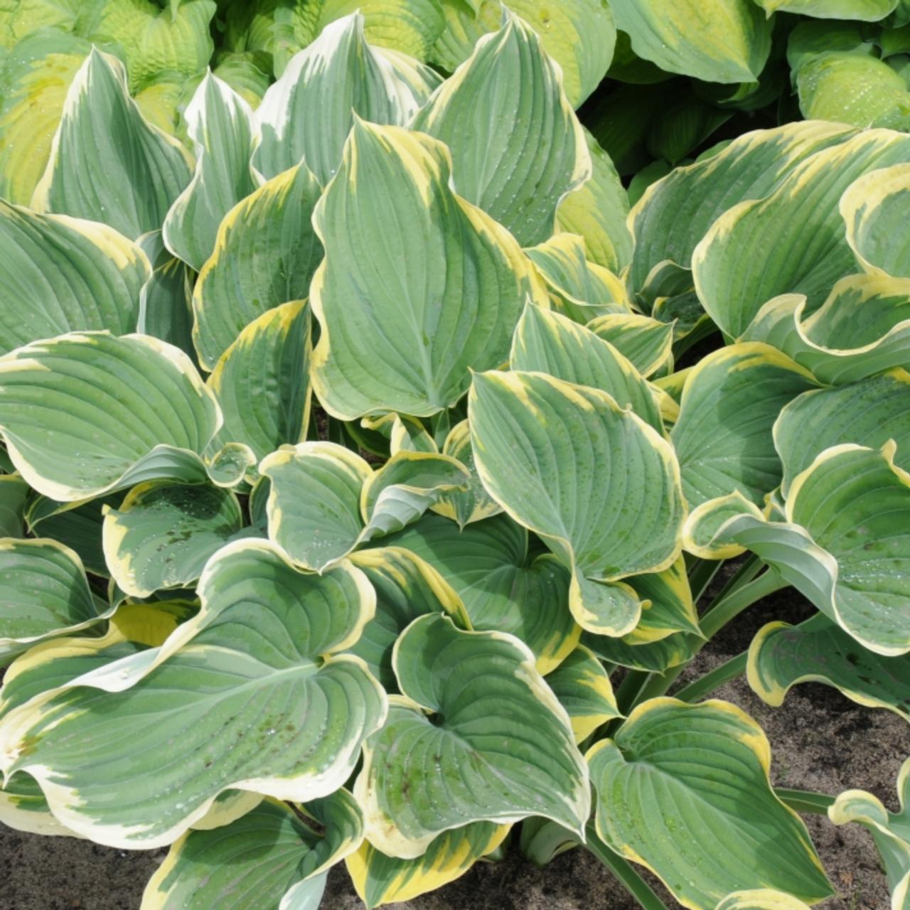 Hosta 'Clifford's Forest Fire' plant